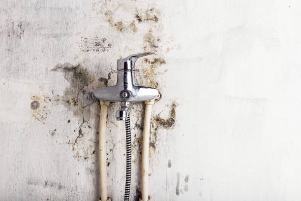 Best Mold Removal Near Me  in Birch Bay, WA