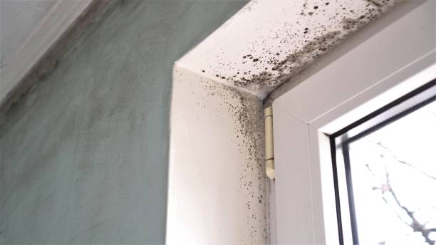 Best Attic Mold Removal  in Birch Bay, WA