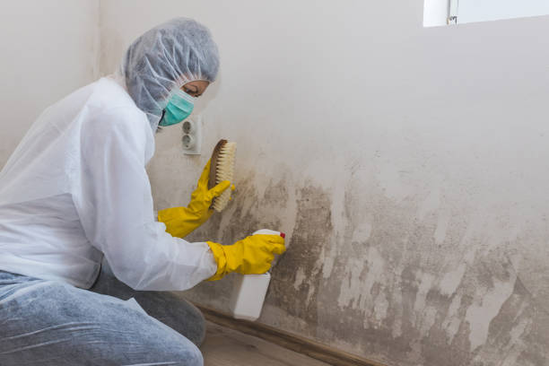 Best Mold Removal Process  in Birch Bay, WA