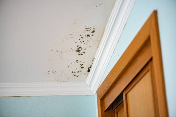 Best Mold Damage Repair  in Birch Bay, WA