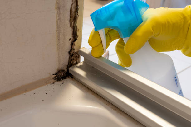 Best Certified Mold Removal  in Birch Bay, WA