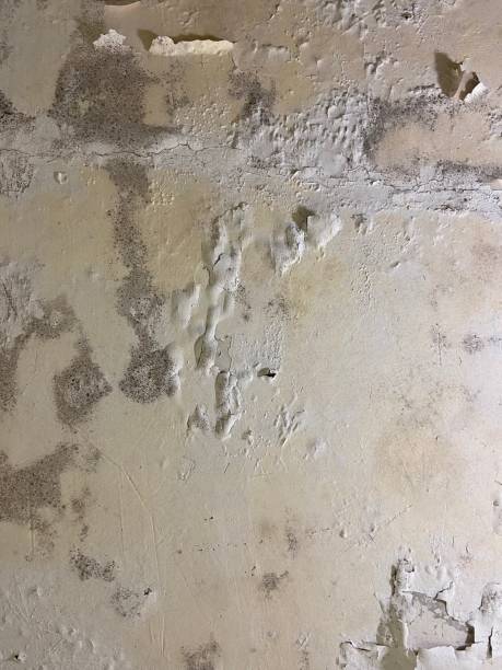 Best Mold Testing  in Birch Bay, WA