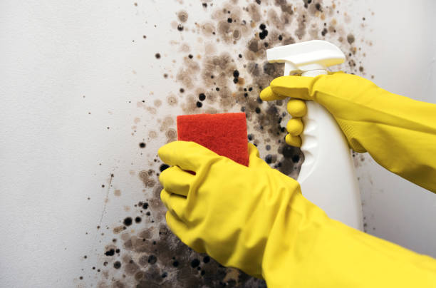 Best Commercial Mold Removal  in Birch Bay, WA